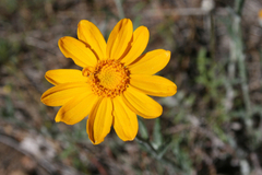 Arnica sororia
