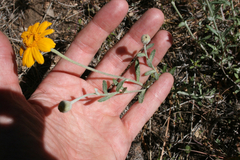 Arnica sororia