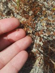 Lepidium oxycarpum
