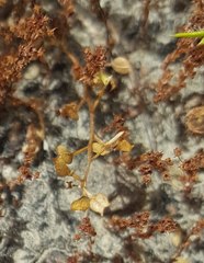 Lepidium oxycarpum