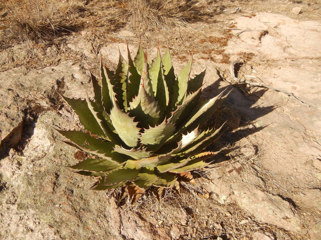 Agave bovicornuta, Chihuahua, MX