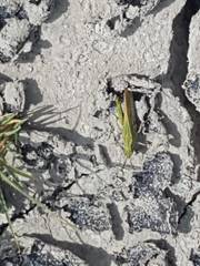 Chimarocephala elongata