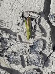 Chimarocephala elongata