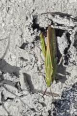 Chimarocephala elongata