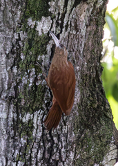Great Rufous Woodcreeper photo 3