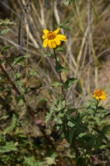 Viguiera