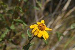 Viguiera