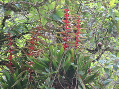 Tillandsia fendleri