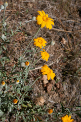Arnica sororia