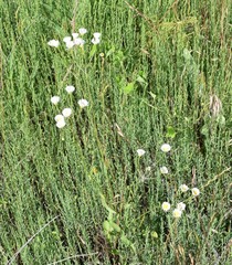 Erigeron strigosus strigosus