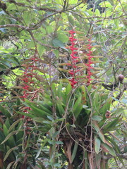 Tillandsia fendleri