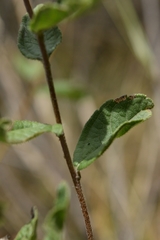 Viguiera
