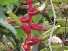 Tillandsia fendleri