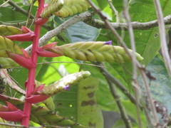 Tillandsia fendleri