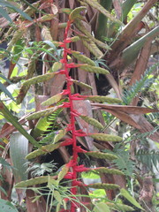 Tillandsia fendleri