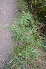 Veronica strictissima