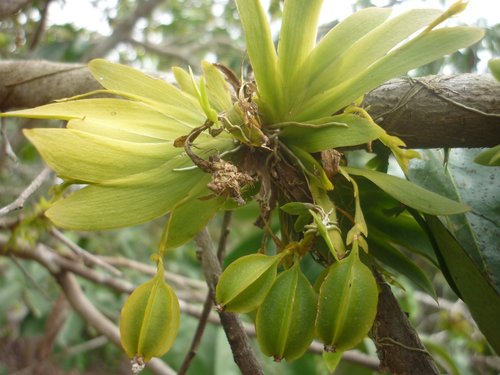 Dwarf Erycina