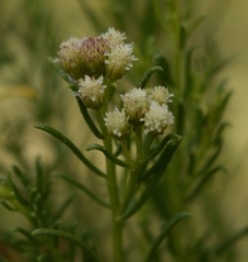 Baccharis boliviensis