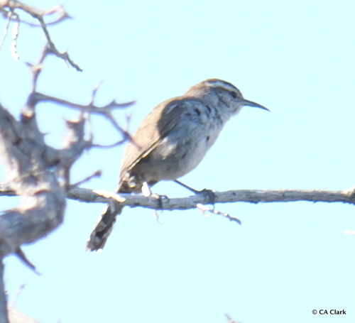 iNaturalist observation photo of Bewick's Wren