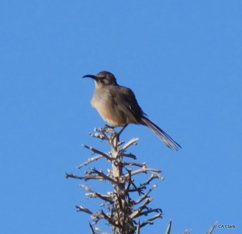 iNaturalist observation photo of California Thrasher