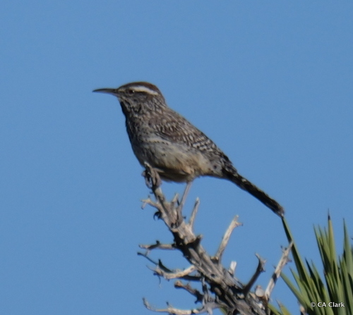 iNaturalist observation photo of Cactus Wren