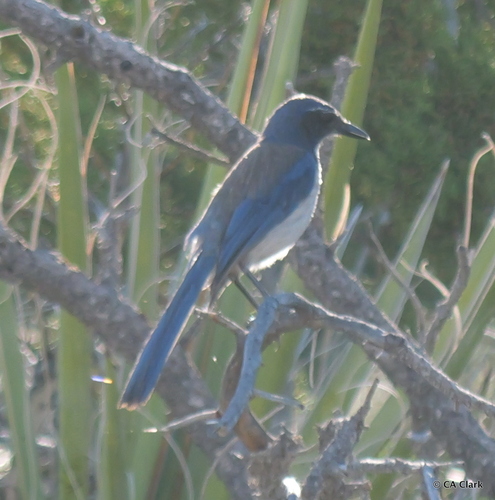 iNaturalist observation photo of California Scrub-Jay