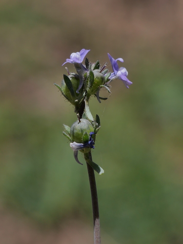 Representative image of Linaria arvensis
