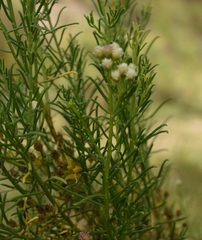 Baccharis boliviensis