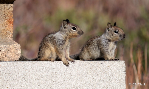 iNaturalist observation photo of California Ground Squirrel