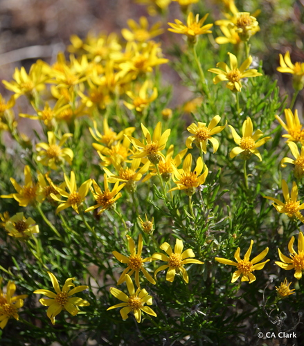 iNaturalist observation photo of narrowleaf goldenbush