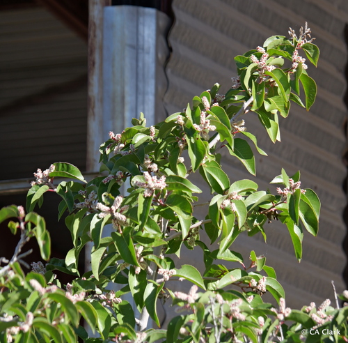 iNaturalist observation photo of sugar bush