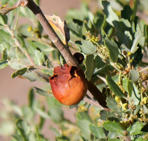 iNaturalist observation photo of California Gall Wasp