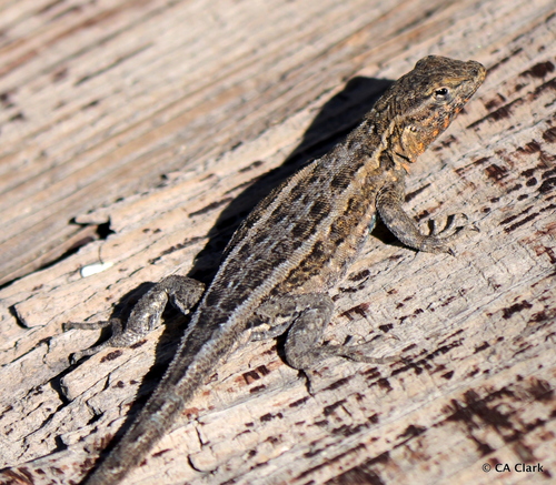 iNaturalist observation photo of Western Side-blotched Lizard