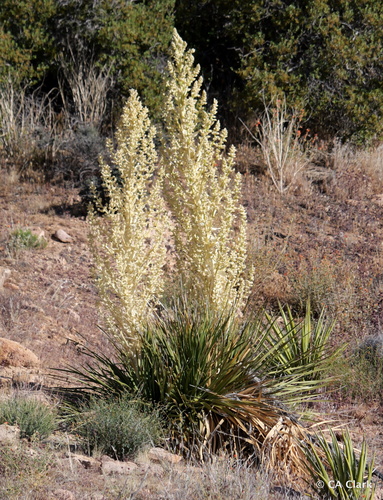 iNaturalist observation photo of Parry's nolina