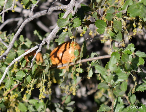 iNaturalist observation photo of Muller's oak