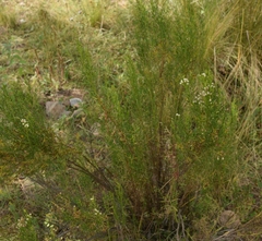 Baccharis boliviensis