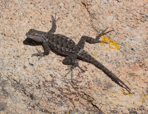 iNaturalist observation photo of Great Basin Fence Lizard