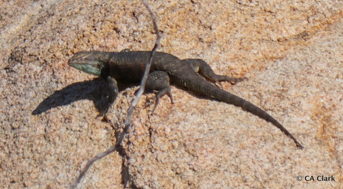 iNaturalist observation photo of Desert Spiny Lizard
