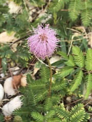 Mimosa microphylla