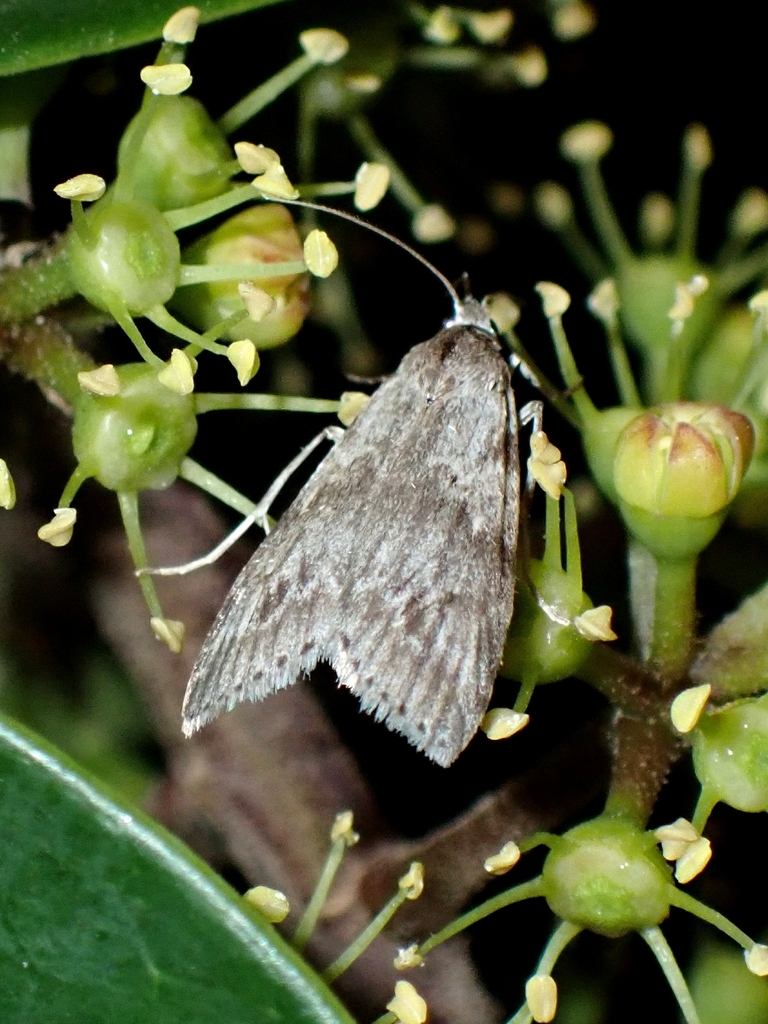 Gerarctia poliotis