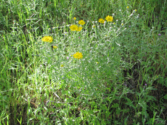 Eriophyllum lanatum achilleoides