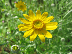 Eriophyllum lanatum achilleoides