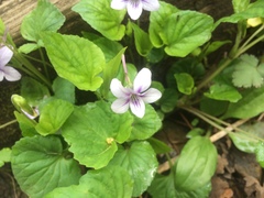 Viola rostrata