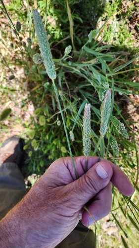 Phalaris aquatica iNat (1)