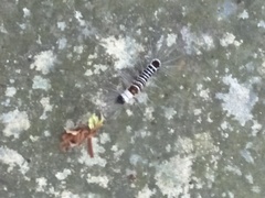 Euproctis kanshireia