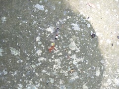 Euproctis kanshireia