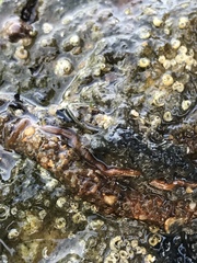 Nemalion elminthoides