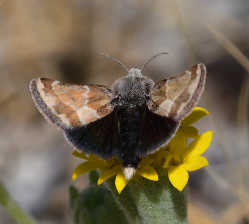 Schinia scarletina photo 3