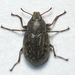 Downy Darkling Beetle - Photo (c) Peter May, some rights reserved (CC BY-NC), uploaded by Peter May