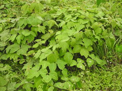 Pueraria montana lobata